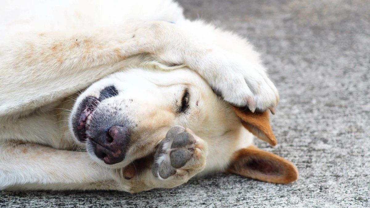How To Get Dog Poop Out of the Carpet, Step by Step