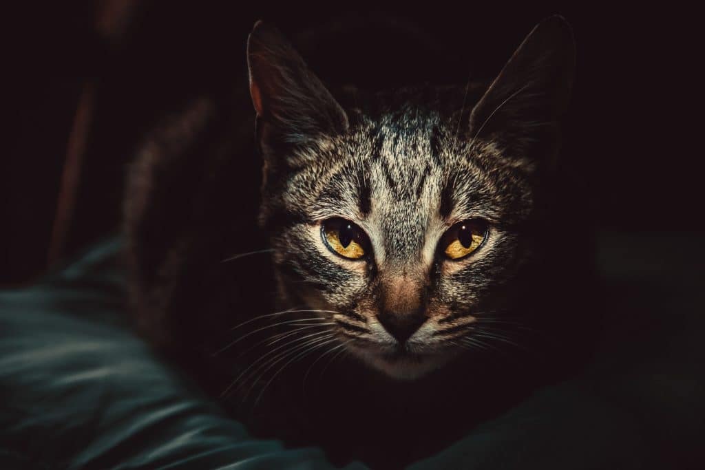 Why Do Cats' Eyes Glow in the Dark? On Camera?