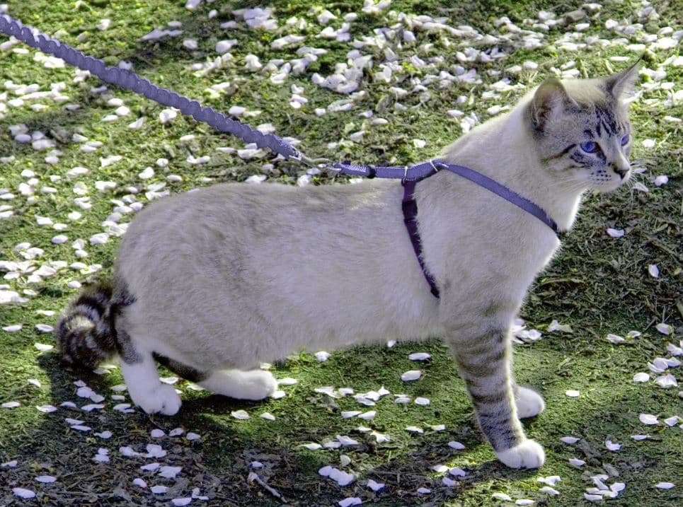 The 8 Best Cat Harnesses for Kitties of All Shapes and Sizes