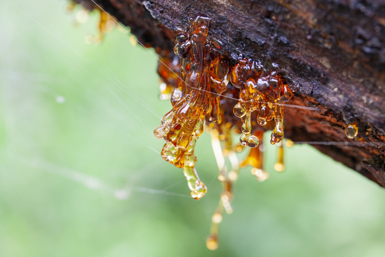 How To Remove Pine Sap From Dog Feet at William Hubbard blog