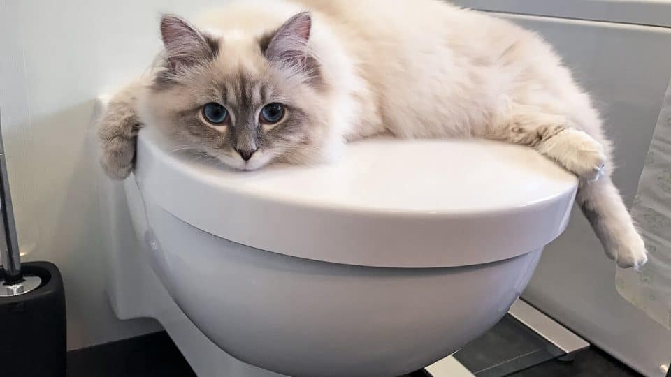 Why Does My Cat Follow Me Everywhere? 9 Reasons From Experts