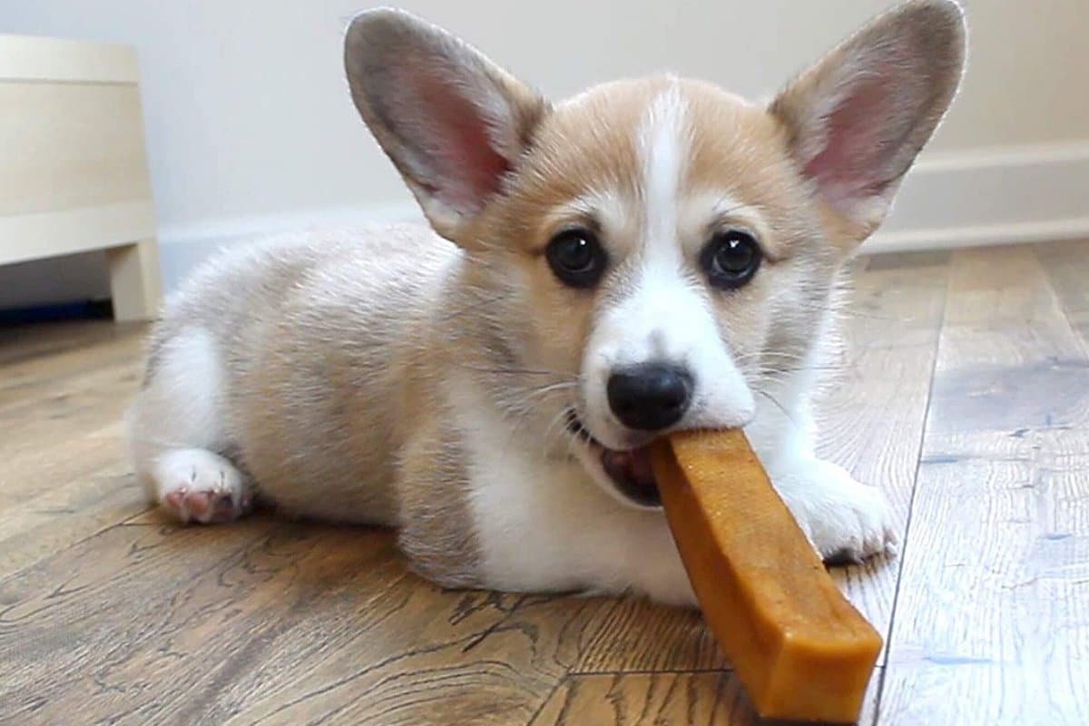 Rover Test Pups Review Himalayan Yak Chews for Super Chewer Dogs