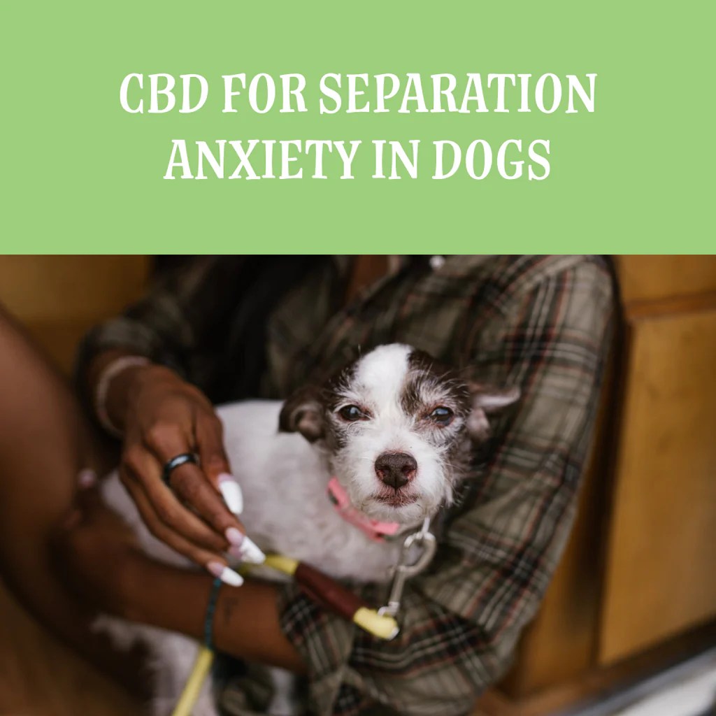 CBD for Separation Anxiety In Dogs Rover's Wellness