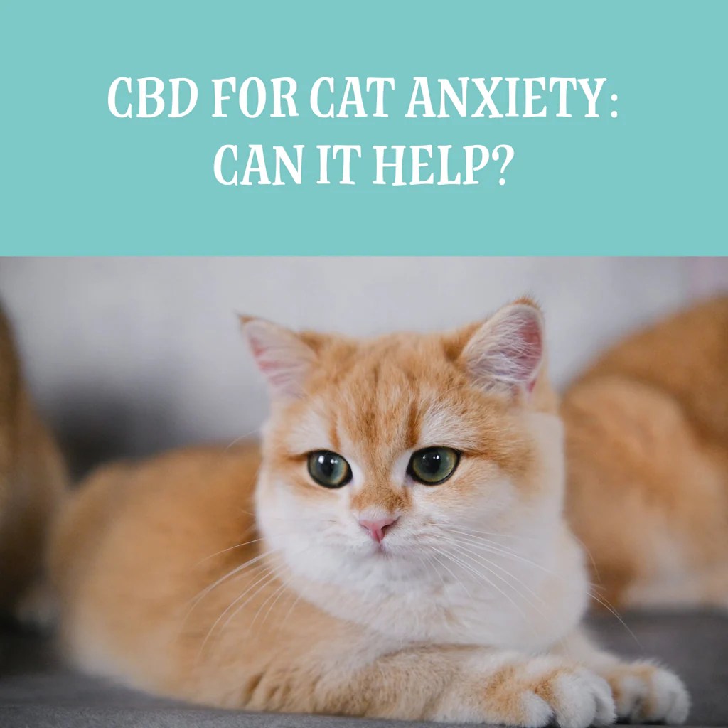 CBD for Cat Anxiety Can It Help? Rover's Wellness