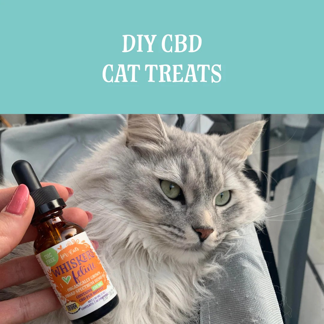 DIY CBD Cat Treats Rover's Wellness