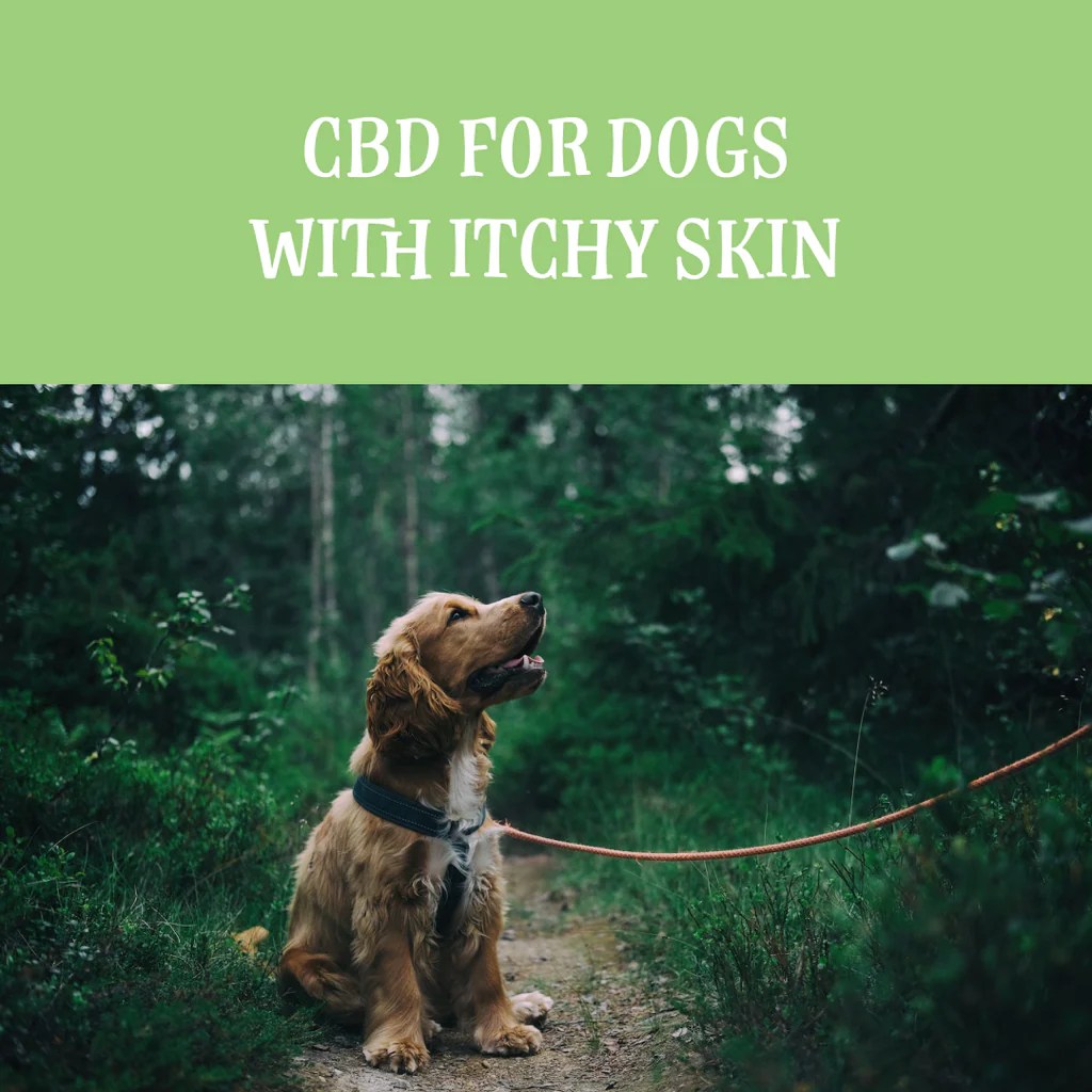 CBD For Dogs With Itchy Skin Rover's Wellness