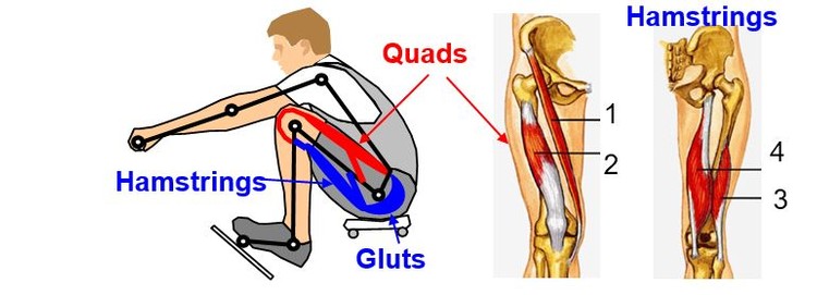 Rowing Styles, Analysis and Optimisation, by Dr. Valery Kleshnev