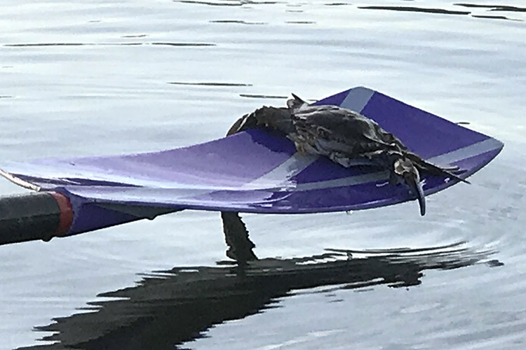 Gone Crabbing row2k Rowing Photo of the Day