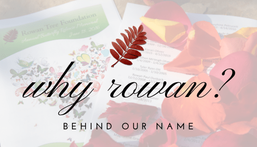 Why the name Rowan Tree? Rowan Tree Foundation