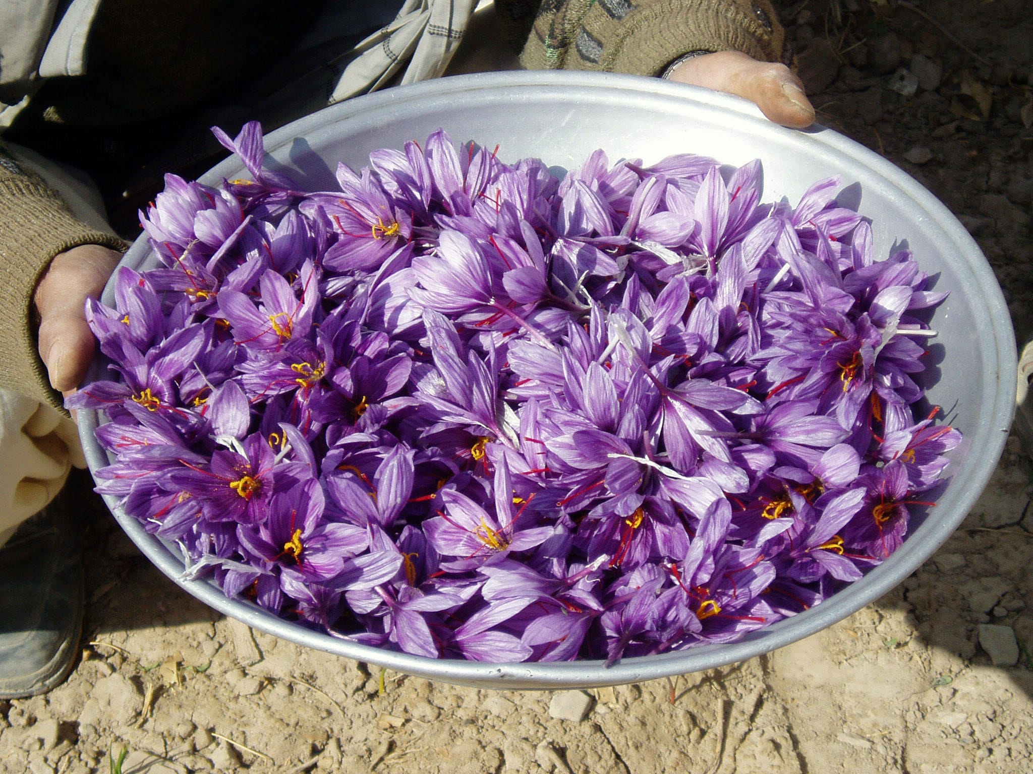 Wholesaler iranian saffron saffron Saffron Planting Guide