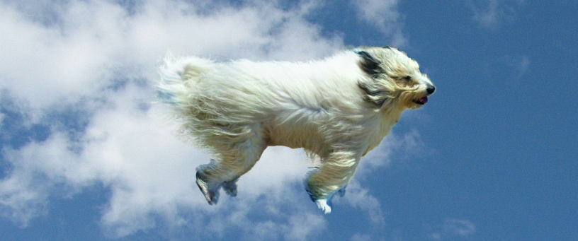 falkor dog photoshop by aroras