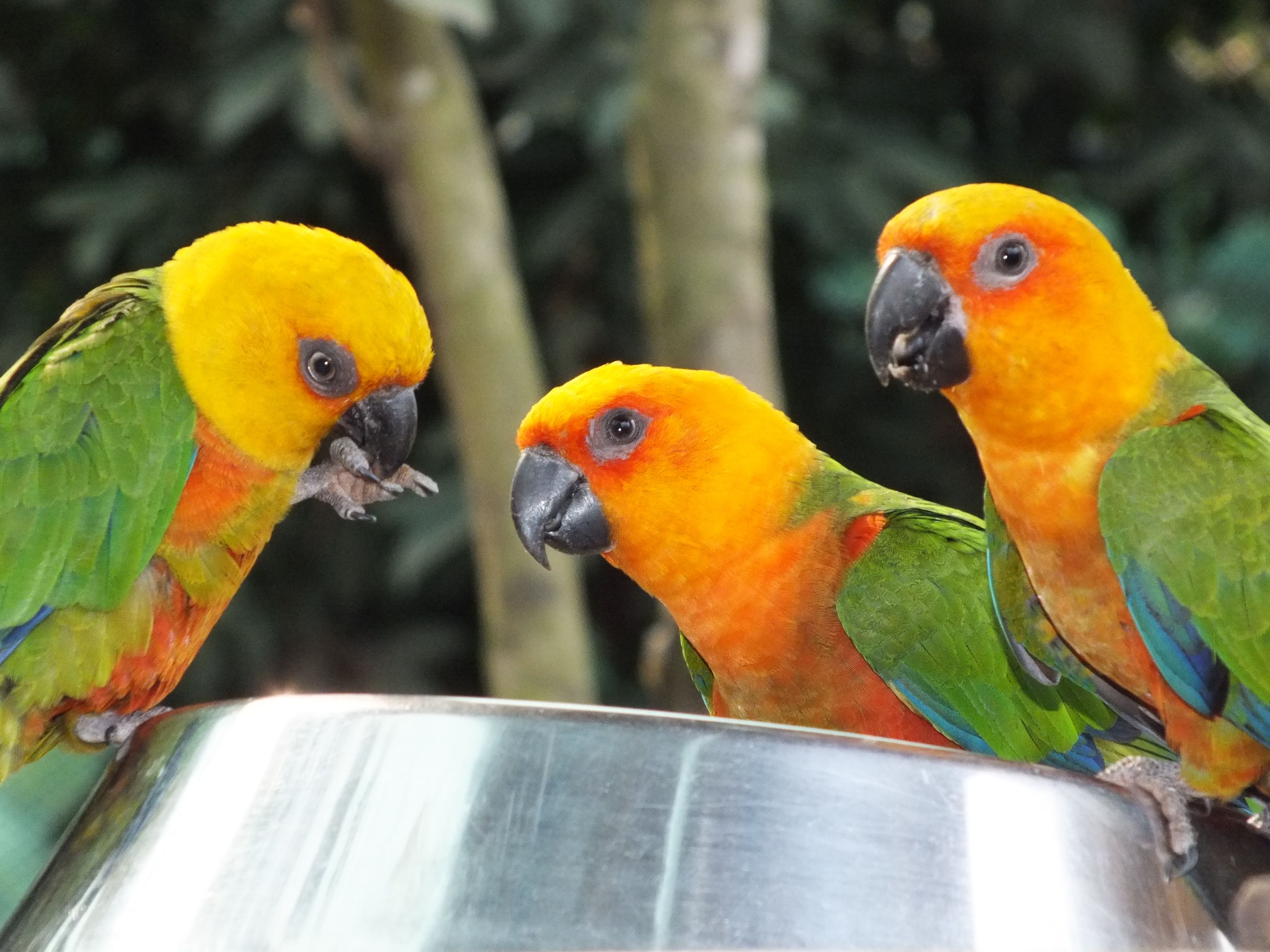 Exotic Pet Care in Cleveland TN Exotic Vet in Cleveland TN