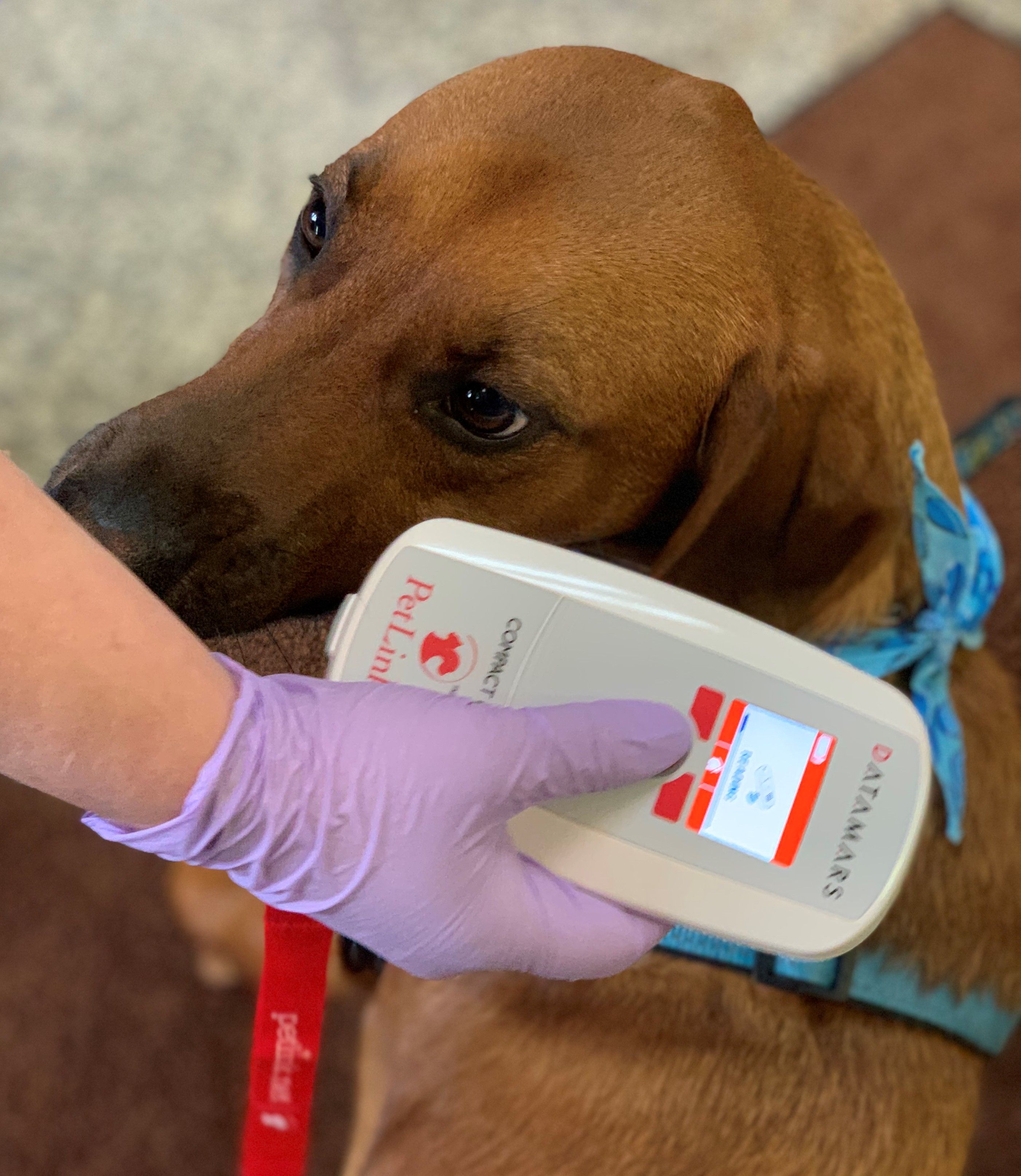 Microchips & Help Finding Lost Pets Centre Animal Hospital