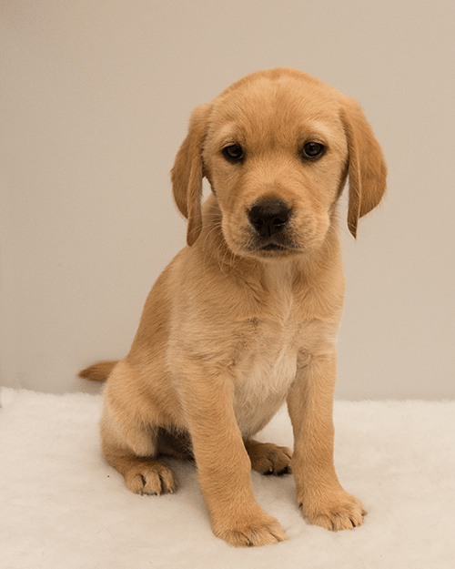 Meet Pudding A Guide Dog Puppy We’re Proud to Sponsor ROYAL CANIN®