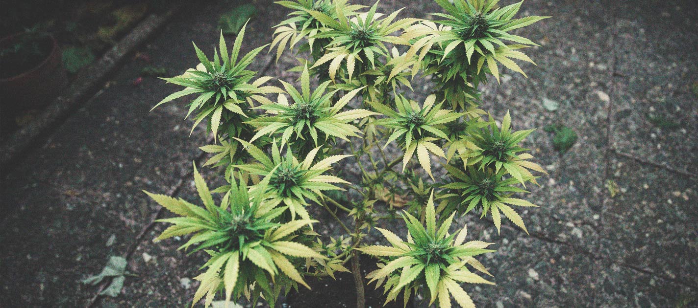 How To Prevent Popcorn Buds From Forming On Your Cannabis Plants RQS Blog