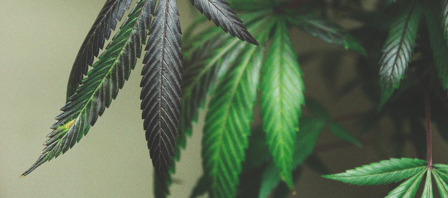 Nutrient Burn In Cannabis How To Identify, Fix, & Prevent The