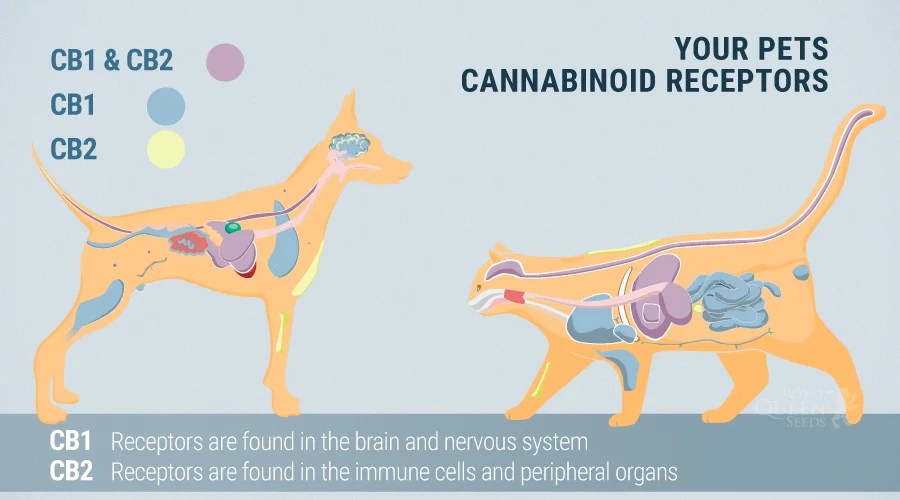Is Secondhand Cannabis Smoke Bad For Your Pets? RQS Blog