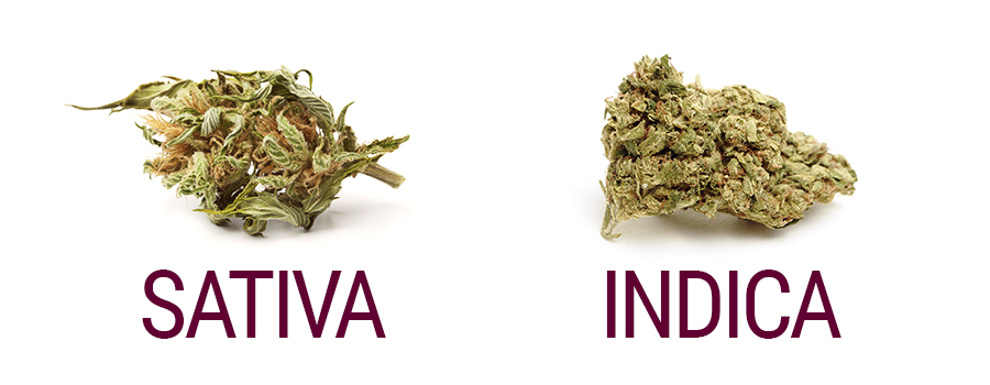 A Guide On The Visual Differences Between Indicas And Sativas RQS Blog