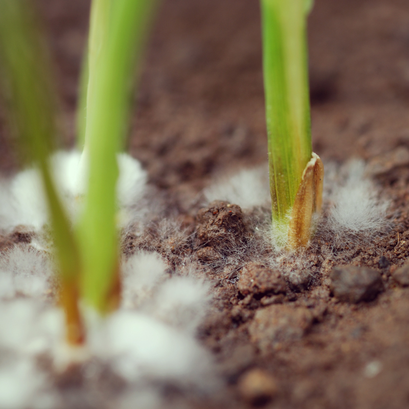 Cannabis Mould Identification, Prevention, and Treatment Royal Queen