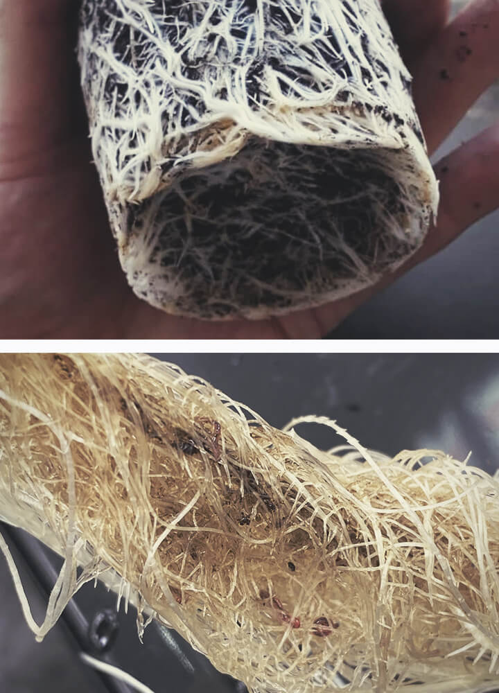 Healthy Roots The Key To Healthy Cannabis Plants RQS Blog