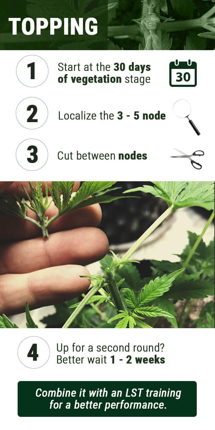 The Cannabis Pruning Faceoff Topping or Fimming? RQS Blog