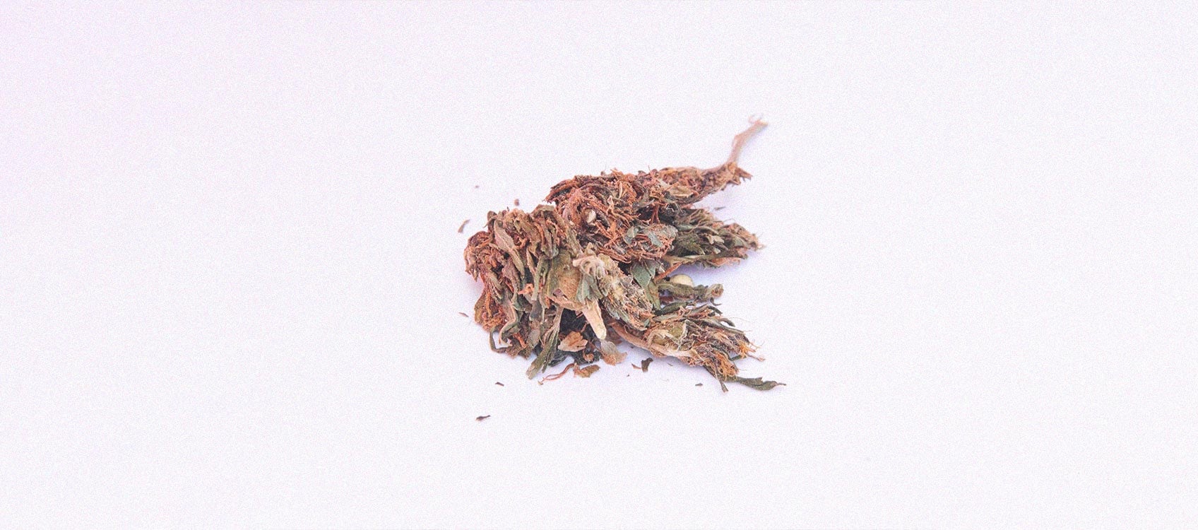 What Is Reggie Weed and Should You Smoke It? RQS Blog