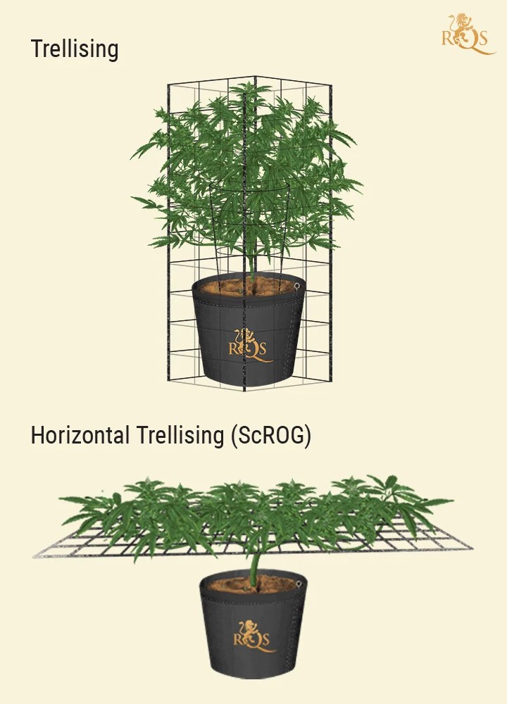 Cats, Dogs, and Cannabis How to Keep Pets Out of the Garden RQS Blog