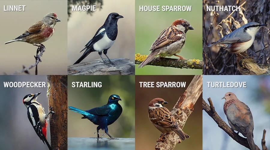 Birds and Cannabis Symptoms And Solutions RQS Blog