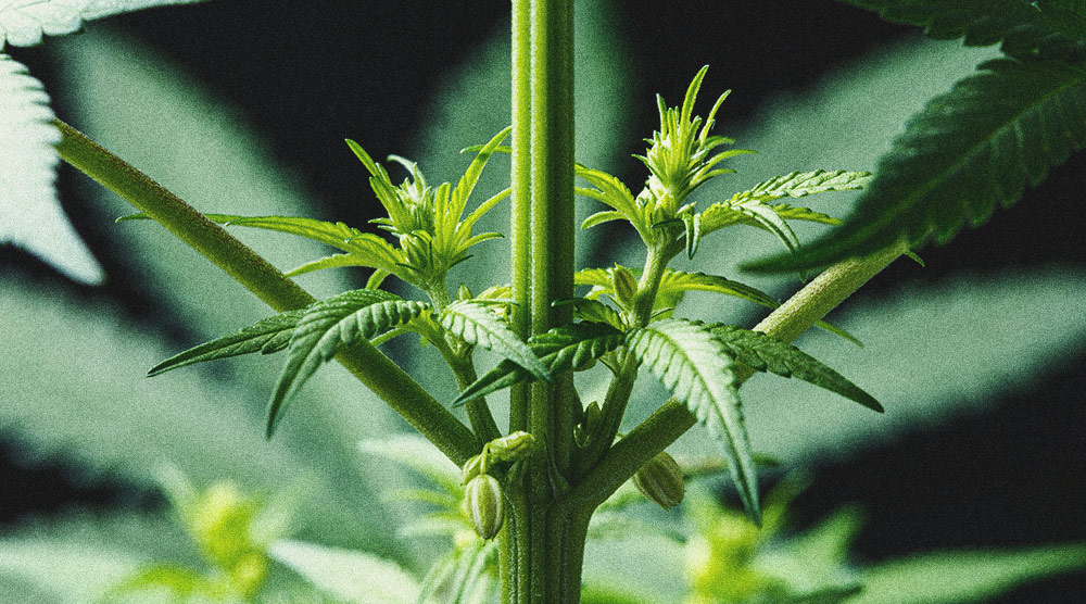 Die Nutzen männlicher Cannabispflanzen RQS Blog