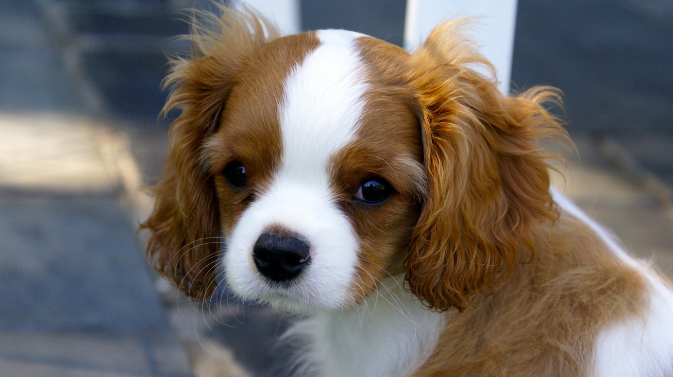 Puppy Has Open Fontanel Puppy And Pets