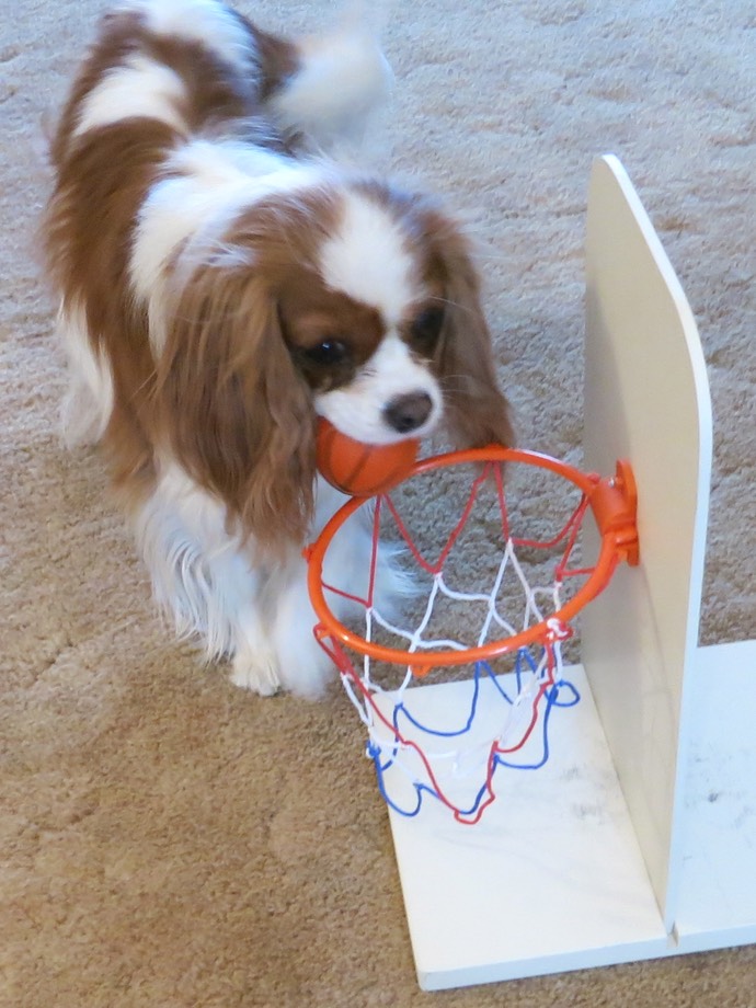 Are Cavalier King Charles Spaniels Therapy Dogs
