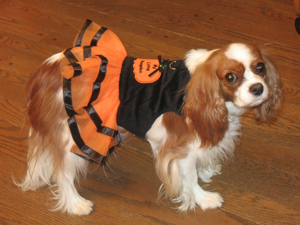 Joy in her Halloween costume ready to go see children at the hospital