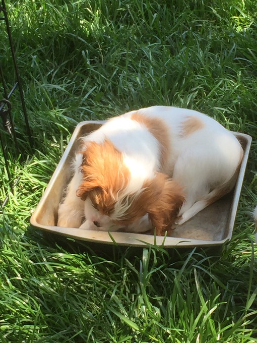 DOG FOOD LynWood Cavalier King Charles Spaniels Linda Baird