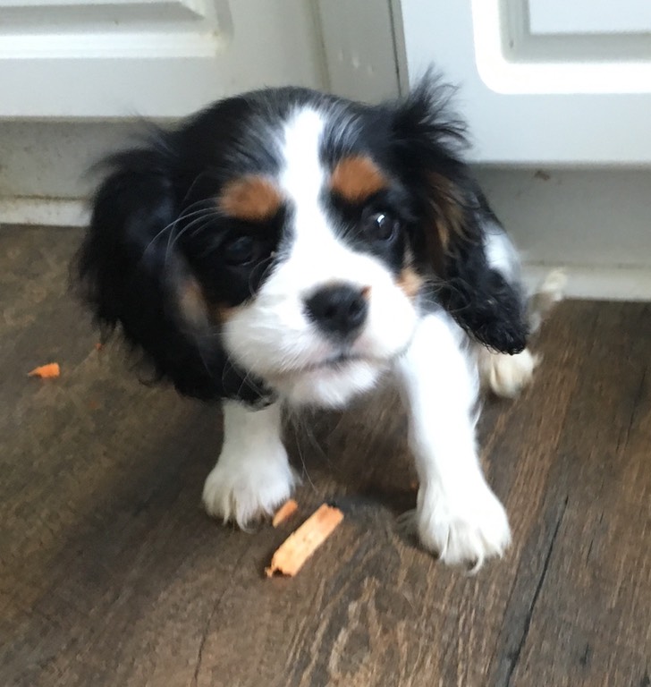 DOG FOOD LynWood Cavalier King Charles Spaniels Linda Baird