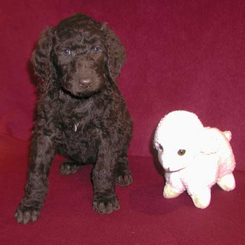 Royal Standard Poodle Puppies for Sale 13wFB