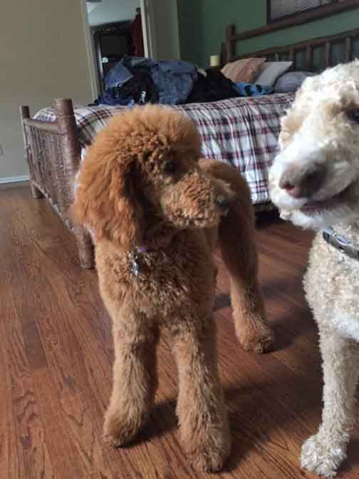 Large Red Standard Poodles Ruby