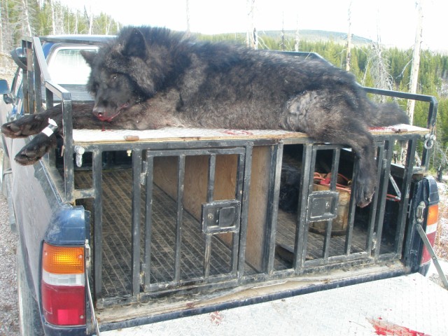 New meaning for the the word dog box!