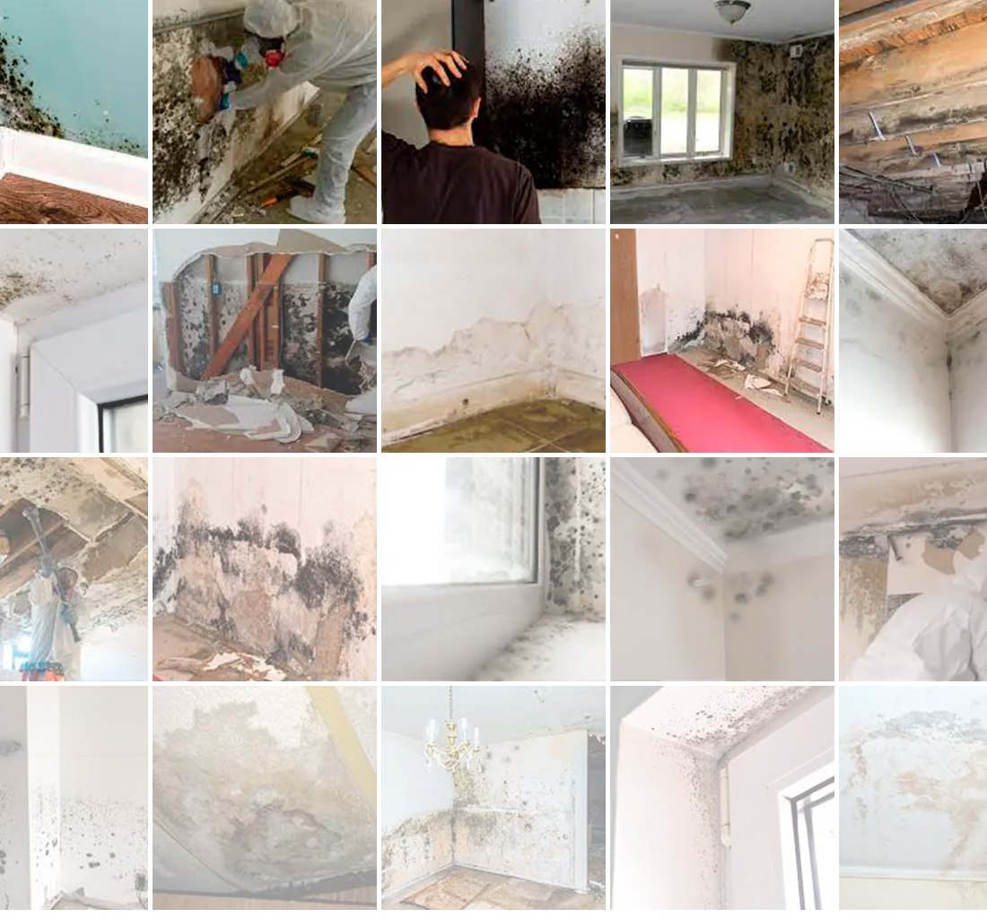Mold Damage Royalty Claims