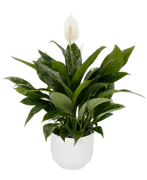 Royers Flowers Mechanicsburg Pa Best Flower Site