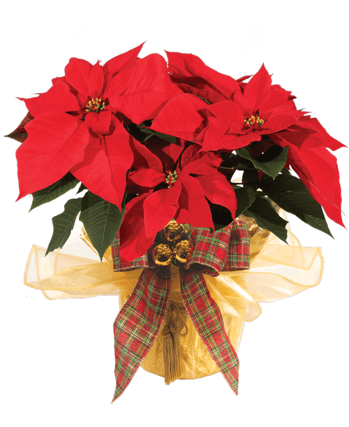 Christmas All Items Royer's flowers and gifts Flowers, Plants