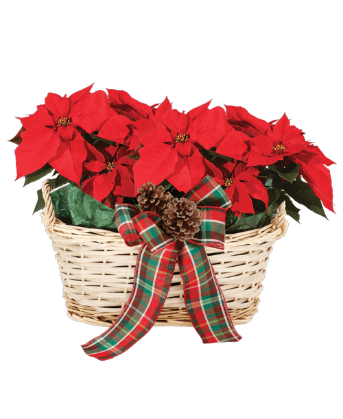 Christmas All Items Royer's flowers and gifts Flowers, Plants