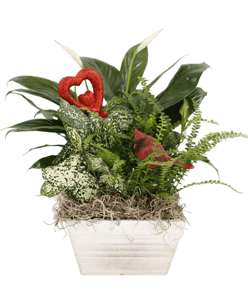 Lebanon Flower Shop at 810 S. 12th St. Lebanon, PA Royer's flowers and gifts Flowers, Plants