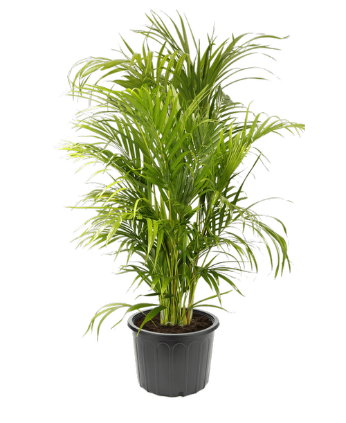 Areca Palm Plant 2431 Royer's flowers and gifts Flowers, Plants