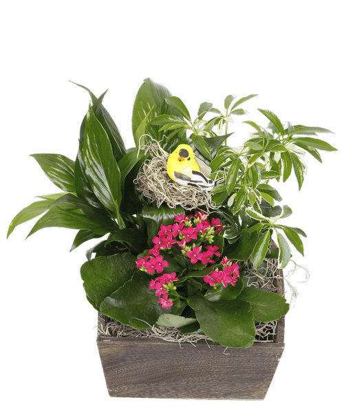 Foliage Gardens Royer's flowers and gifts Flowers, Plants and Gifts