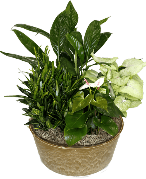 For The Service Plants Royer's flowers and gifts Flowers, Plants