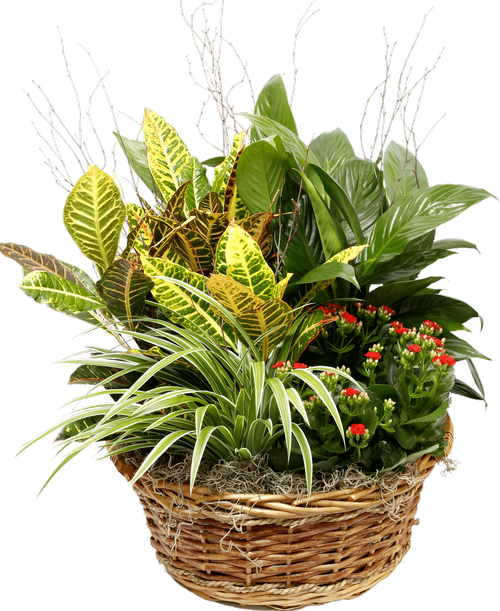 All Products Above 100 Royer's flowers and gifts Flowers, Plants