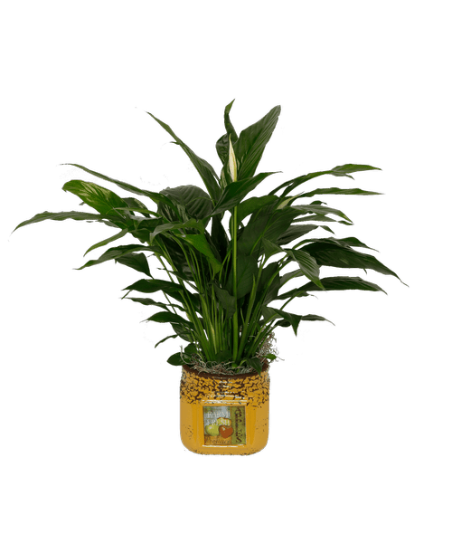 Peace Lily Tin, Green Stripe Royer's flowers and gifts Flowers, Plants & Gifts with same