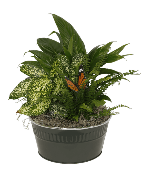 Mariposa Dark Green 3017 Royer's flowers and gifts Flowers