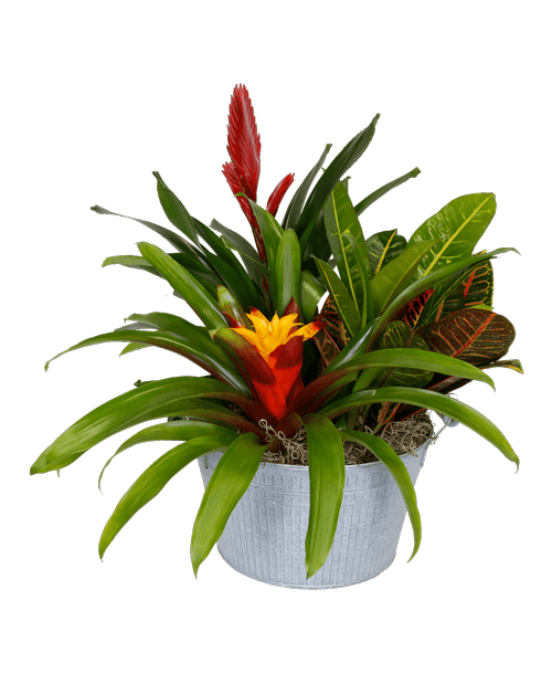 Bromeliad Planter, Small 3019 Royer's flowers and gifts Flowers