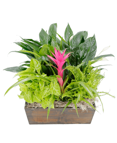 For The Home Foliage Gardens Royer's flowers and gifts Flowers